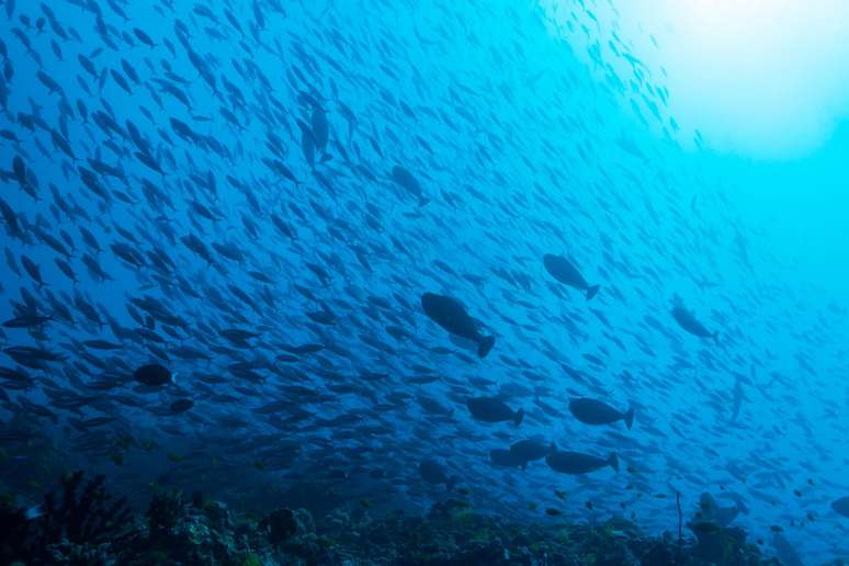 Atualmente, os oceanos estão repletos de seres vivos, mas os cientistas acreditam que a vastidão dos mares não teria oferecido as condições ideais para dar início ao desenvolvimento da vida