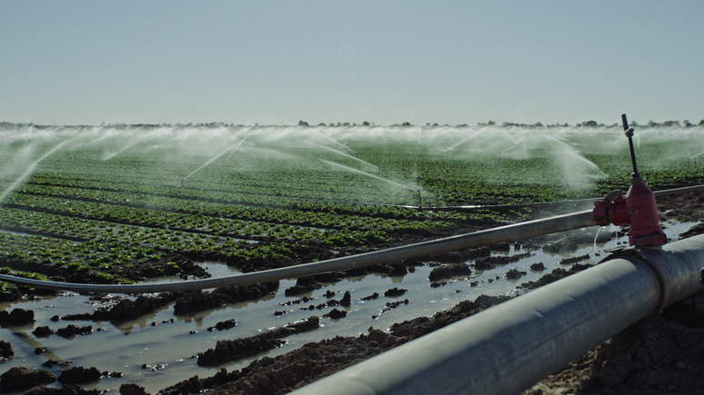 Mesmo folhas verdes podem ser mortais - a água usada para irrigação pode estar contaminada por bactérias advindas de fazendas de gado próximas