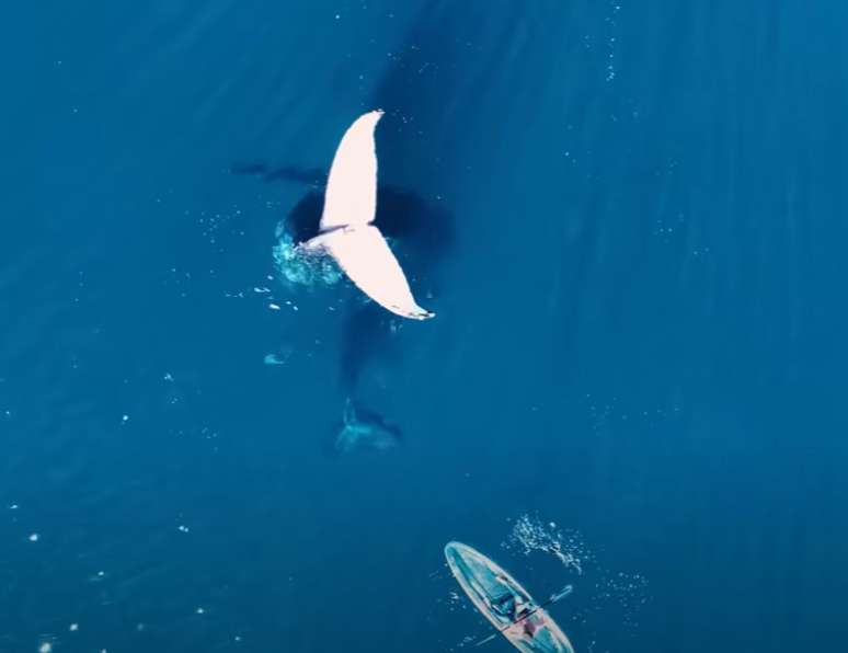 Baleia surpreende remador na costa australiana