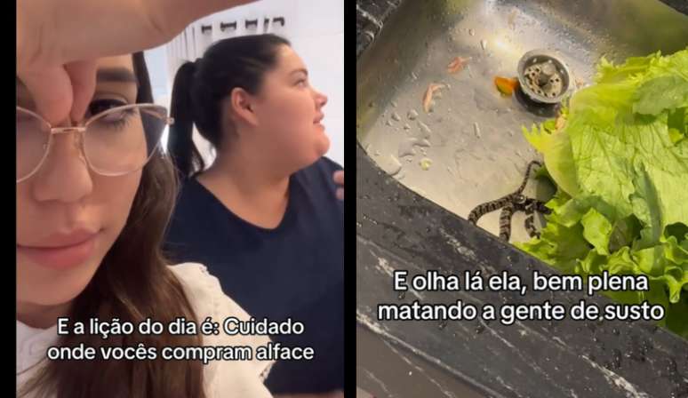 Amigas de Goiânia encontram cobra enquanto lavavam alface