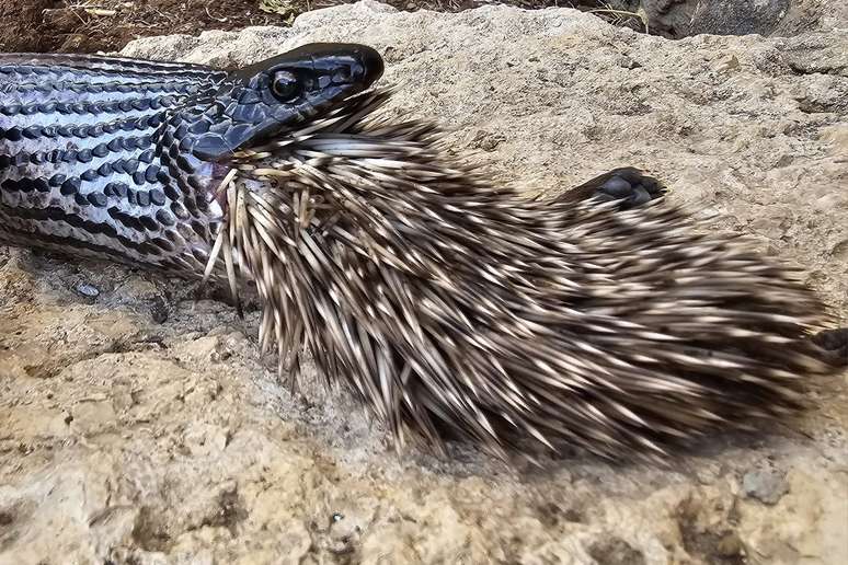 Cobra morreu engasgada ao tentar devorar porco-espinho