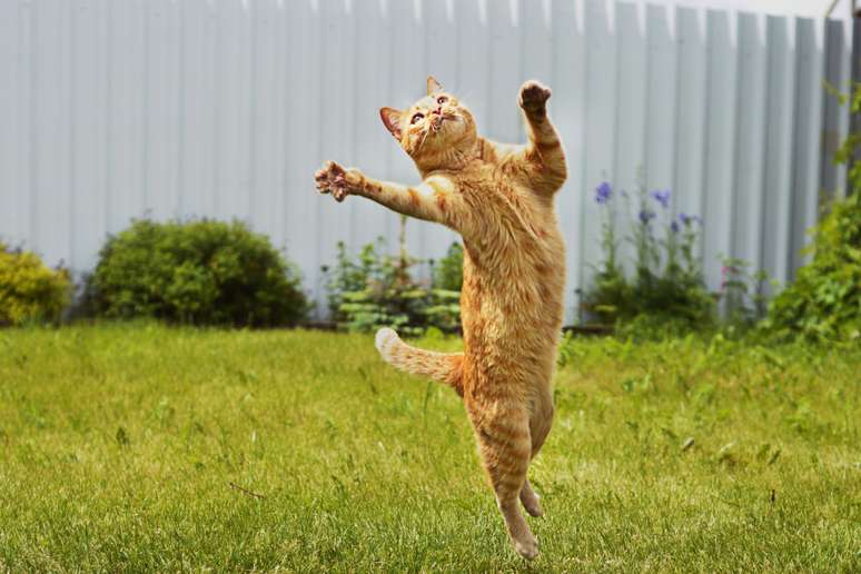 Os gatos têm a habilidade de dar grandes saltos 