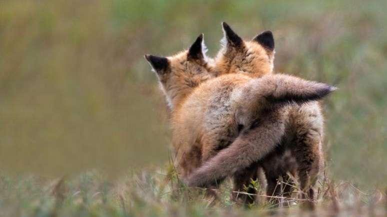 Alian&ccedil;a pode ajudar a evitar ferimentos e morte