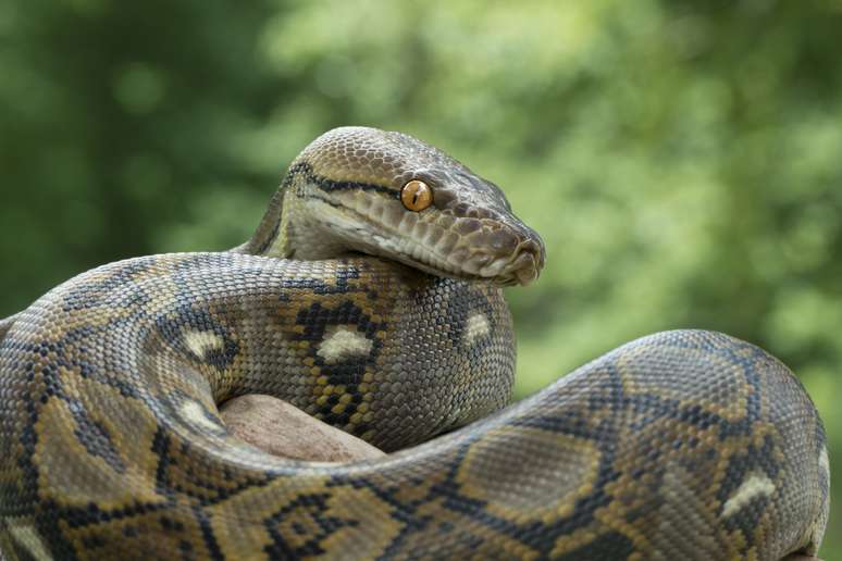 O que significa sonhar com cobra azul? - Sonhar com - Significado dos Sonhos