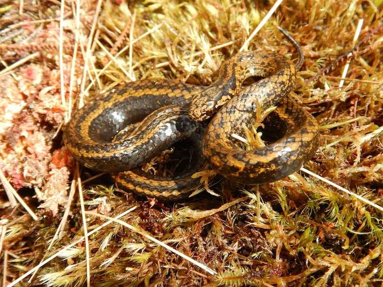 Descoberta da Tachymenoides harrisonfordi foi publicada na revista científica Salamandra