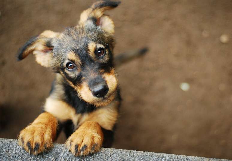 Escolher um nome que reflita a personalidade e as características do seu cachorro pode criar um vínculo ainda mais forte com o pet