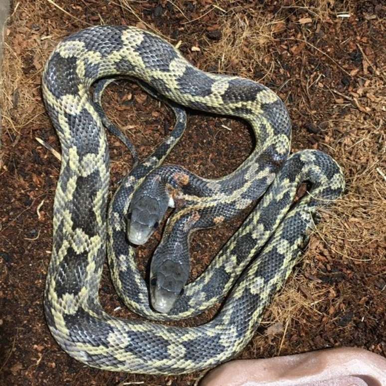 Cobra de duas cabeças volta ser exibida em zoológico no Texas, nos EUA, Mundo