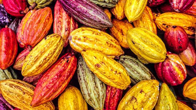 Cacau, a mat&eacute;ria-prima do chocolate