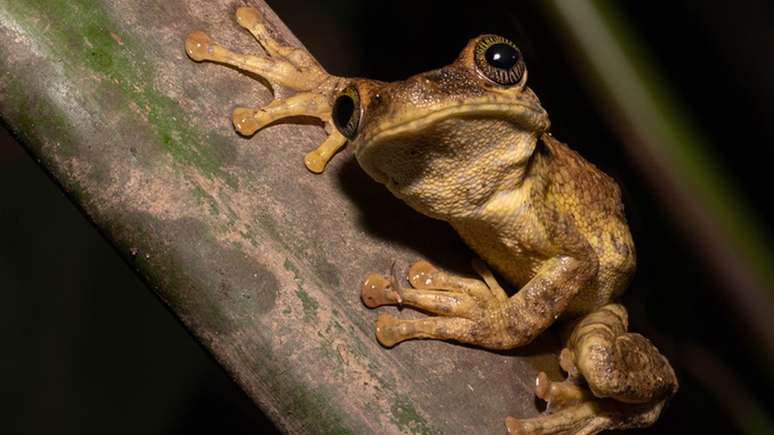 Investigações sobre a biodiversidade estão entre os principais temas de pesquisa na Amazônia