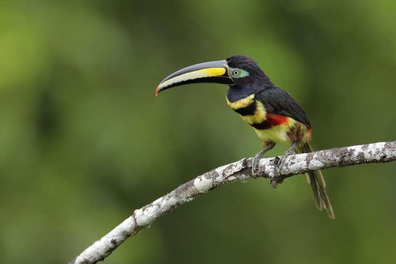 Grande diversidade de vida selvagem, como esta ave da família dos tucanos, faz do Yasuni uma biosfera única