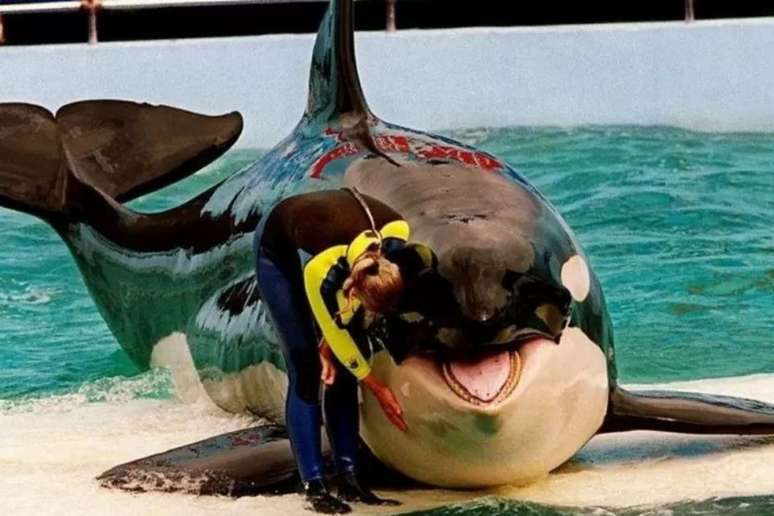 Orca Lolita foi atração de aquário de Miami por décadas