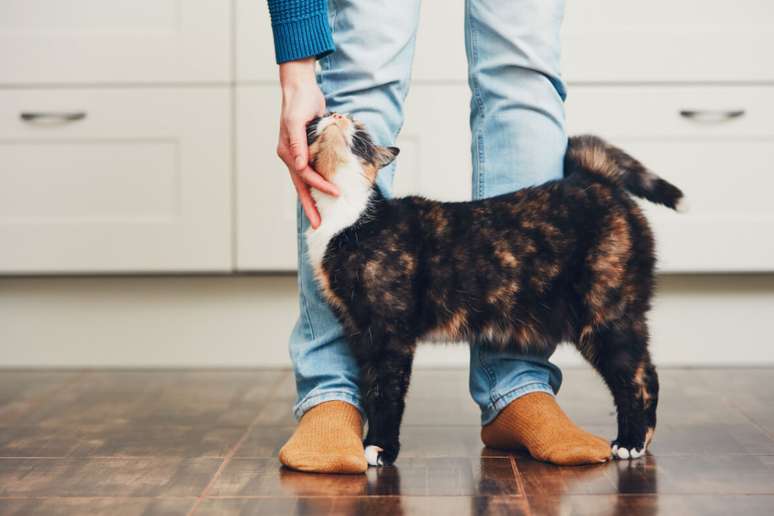 Os gatos podem atacar as pernas das pessoas como uma forma de chamar a atenção