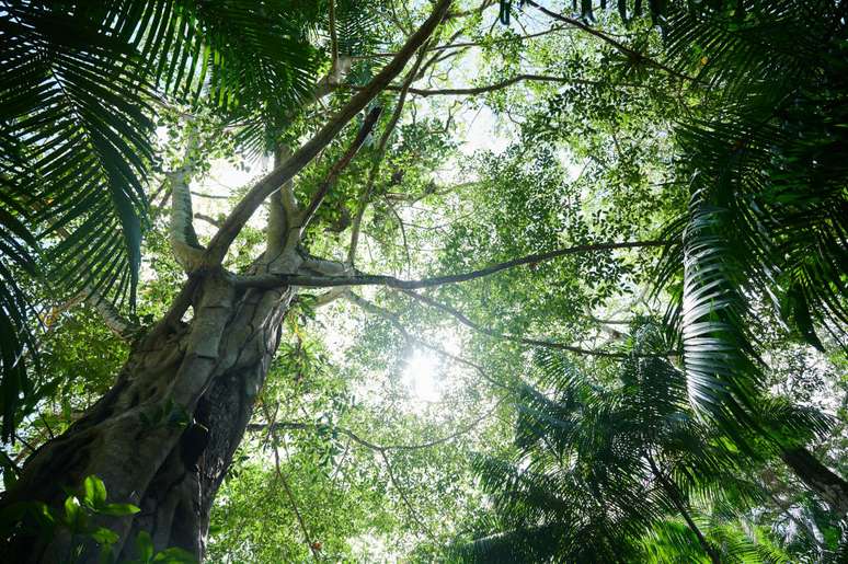 Floresta Amazônica, uma das regiões de mata onde se popularizaram lendas folclóricas no Brasil