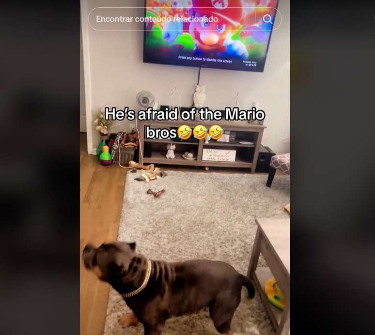 Cachorro se assusta ao ver vídeo de Mario Bros na TV