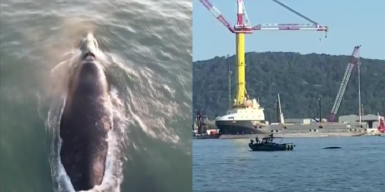Duas baleias encantaram quem estava no canal do Porto de Santos na tarde desta segunda