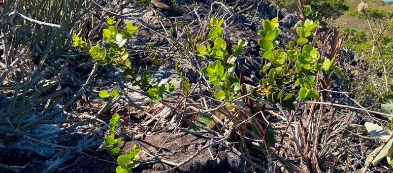 Chionanthus monteazulensis, a planta pertence à família Oleaceae, encontrada em Minas Gerais