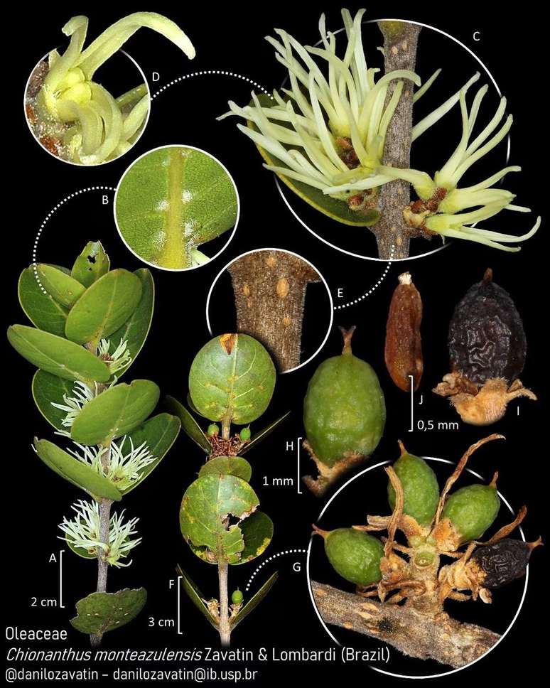 Pesquisadores publicaram o artigo intitulado Chionanthus monteazulensis (Oleaceae), a new species from the campo rupestre of Espinhaço Range, Brazil na revista Phytotaxa, detalhando as características da planta