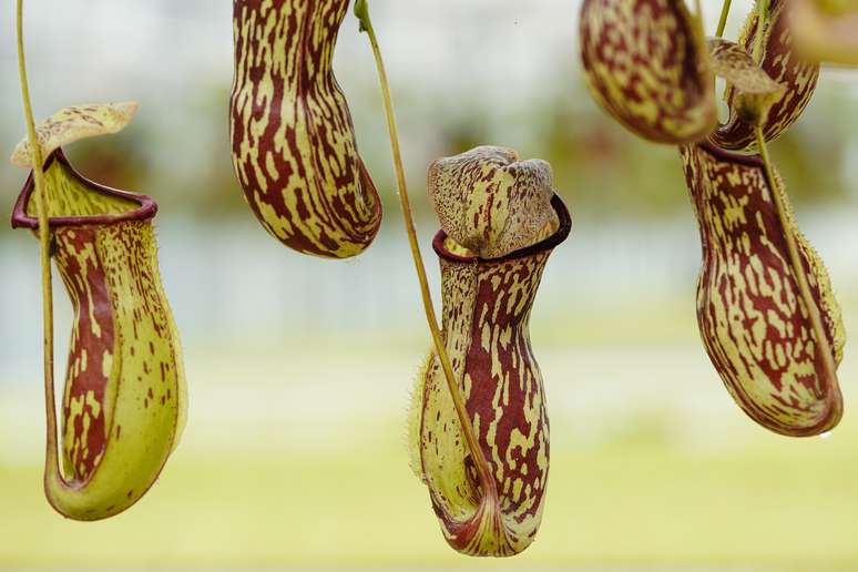 A Nepenthes é um dos maiores tipos de plantas carnívoras, e pode se alimentar de insetos, sapos e até roedores