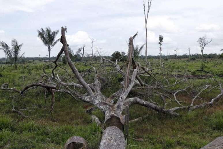Impacto na floresta foi maior durante governo Bolsonaro