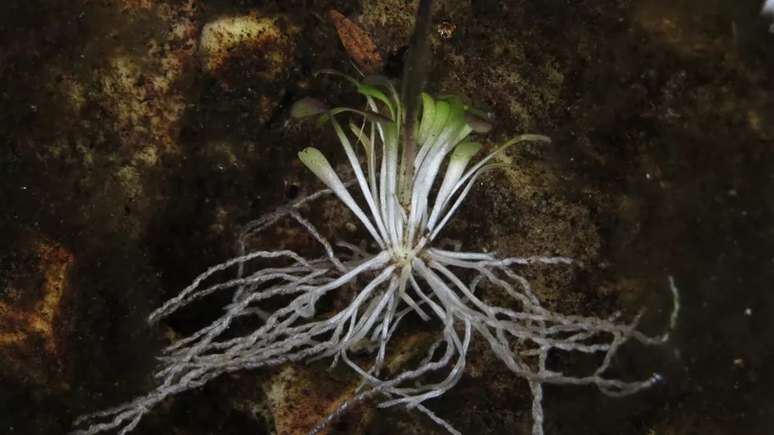 As armadilhas são localizadas nas raízes da planta