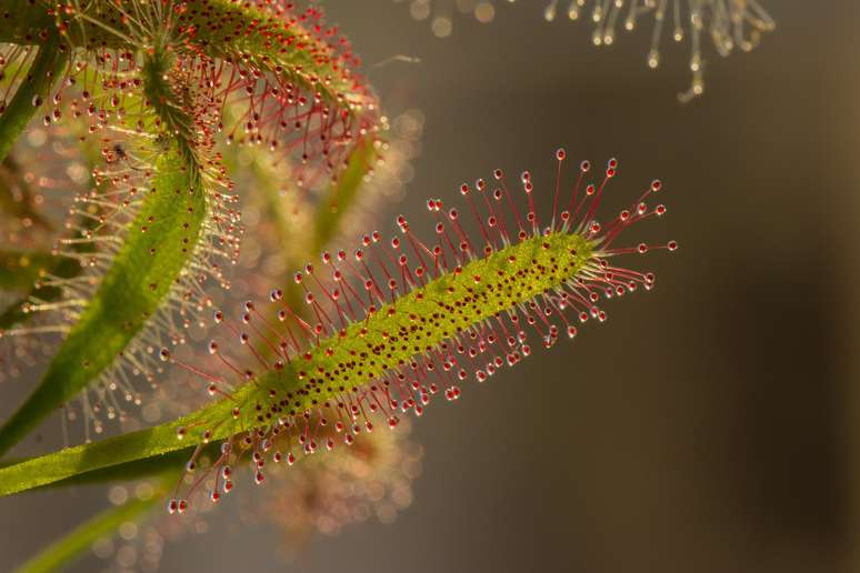 Os tentáculos de plantas como as Droseras possuem uma mucilagem pegajosa que capturam o inseto