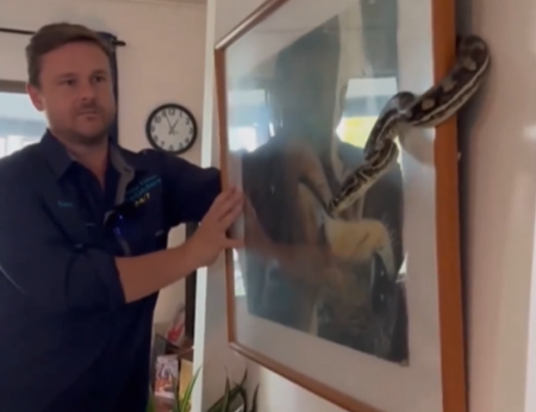 Serpente mais mortal da Austrália é encontrada no quarto de