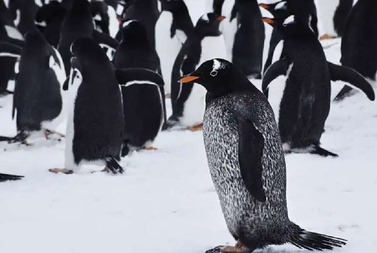 Pinguim preto raro é avistado na Antártida pela segunda vez
