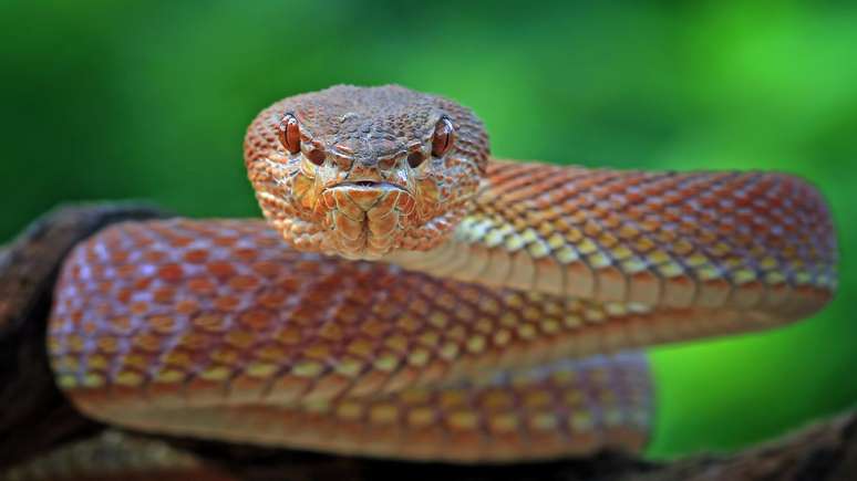 Sonhos Significado: sonhar com Cobra Pequena