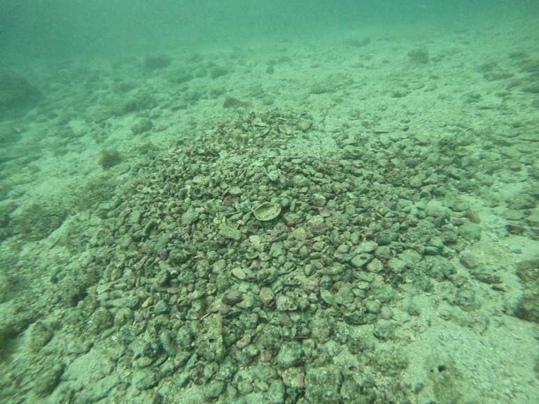 Ninhos do peixe Pirá são formados por sedimentos e conchas 