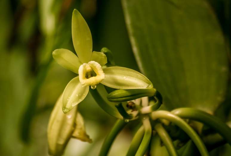 Flor de baunilha