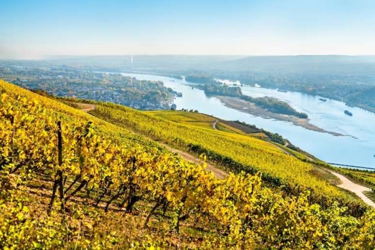 Vinhas de Rudesheim no Vale do Alto Médio Reno, na Alemanha