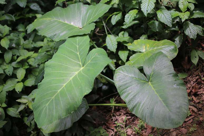 PANCs oferecem benefícios à saúde, são alternativas econômicas e não agridem o meio ambiente