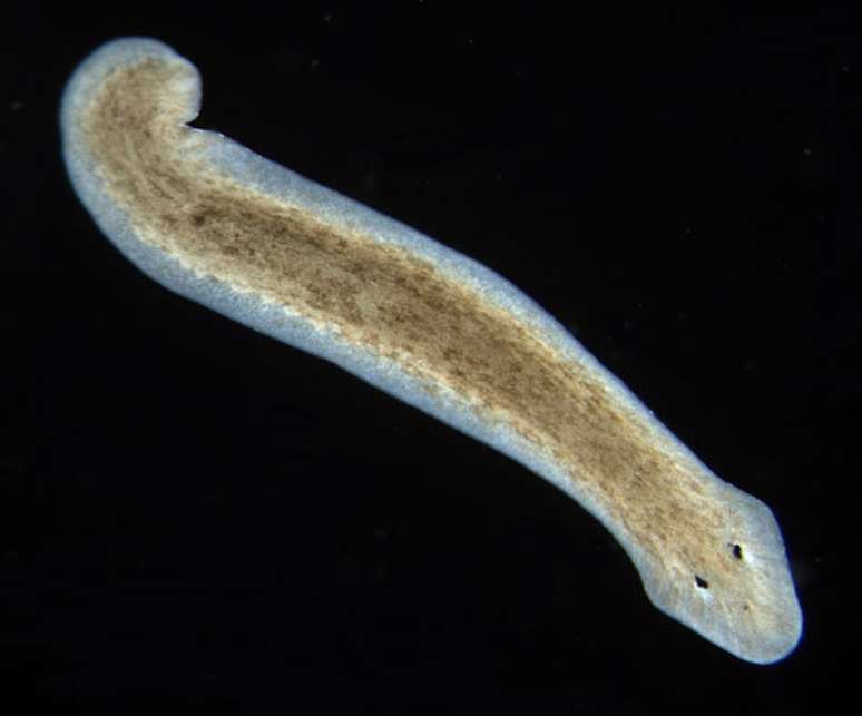 Esses vermes que pertencem ao filo “Platelmintos” são capazes de se multiplicar caso sejam partidos ao meio ou mesmo cortados em vários pedaços.