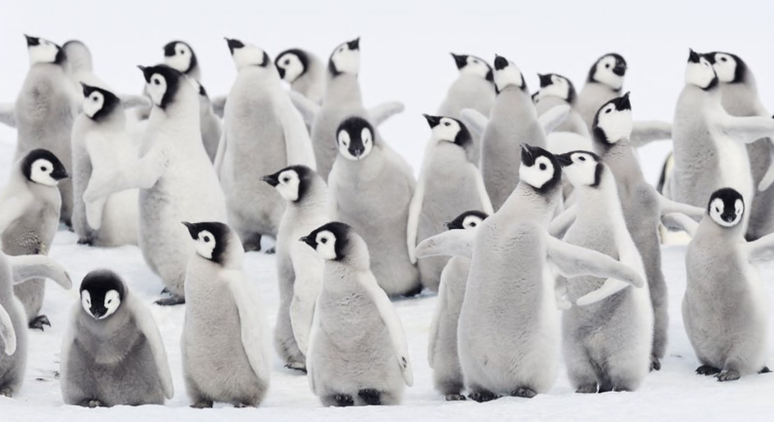 As penas dos filhotes de pinguins imperadores não são à prova d'água; eles precisam trocar de penas antes que o gelo se quebre
