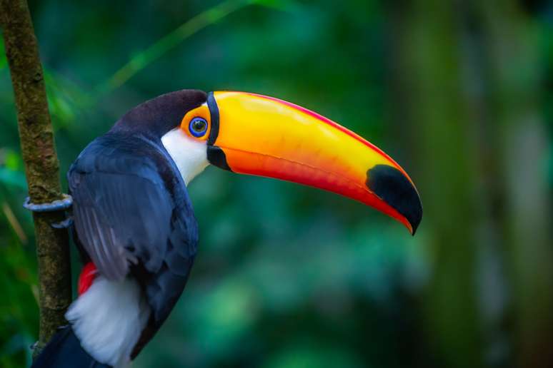 10 Esp cies De Animais Fascinantes Que Habitam A Floresta Amaz nica