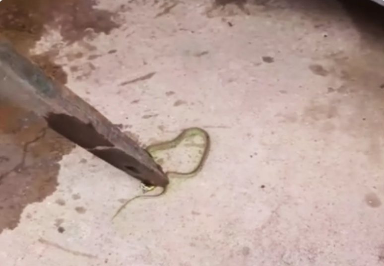 Funcionário encontra cobra dentro de bebedouro na BA.