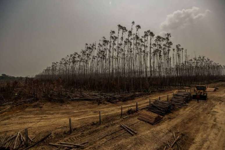 Ritmo do desmatamento cresceu no País no período de 2018 a 2022