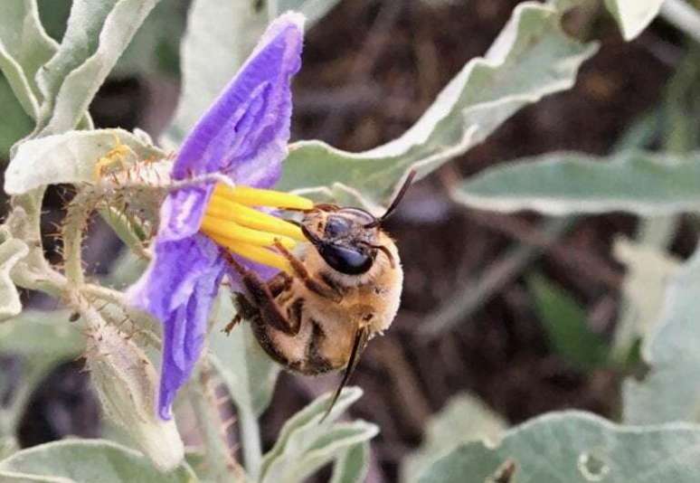 O estudo descobriu que a abelha do celofane "prepara” um alimento líquido para seus descendentes