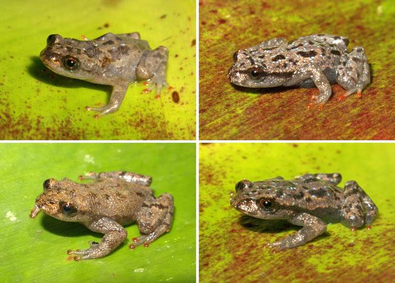 Pesquisadores acreditam que o sapo Crossodactylodes serranegra vive apenas na região da Serra do Espinhaço, conhecida pela riqueza de sua biodiversidade