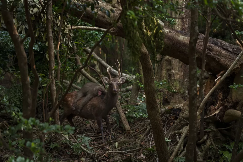 Atsuyuki Ohshima capturou esta foto de uma jovem f&ecirc;mea de macaco Yakushima desfrutando de um passeio nas costas de um veado