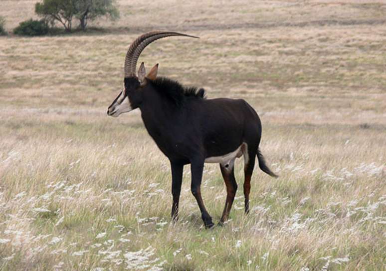 A palanca-negra &eacute; um animal selvagem forte e muito &aacute;gil-