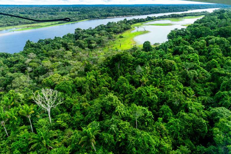 Sustentabilidade com o Google: ajudando a preservar a Amazônia e a