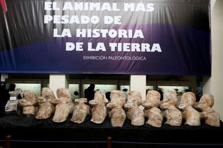 Os ossos do Perucetus colossus são exibidos no Museu de História Natural da Universidade Nacional Maior de São Marcos, no Peru