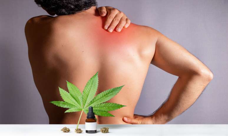 Cannabis medicinal é capaz de aliviar dores crônicas da fibromialgia -