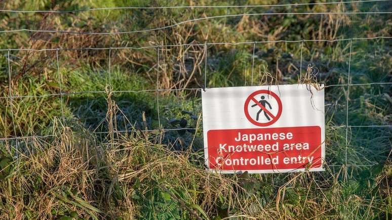 Knotweed japonês é uma planta invasora que custa milhões