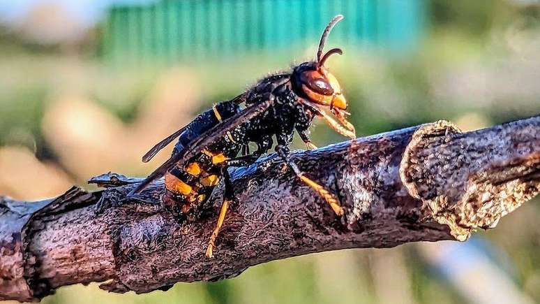 Tipos de vespas na Espanha: descobrindo a variedade de espécies
