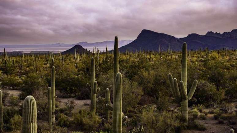 Grupo de pesquisadores está realizando o sequenciamento genético de cactos saguaro