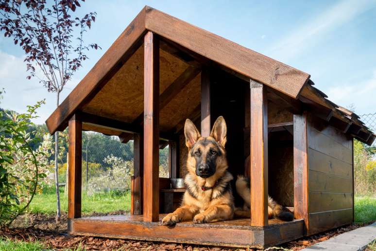 A casinha oferece um refúgio exclusivo para o cachorro
