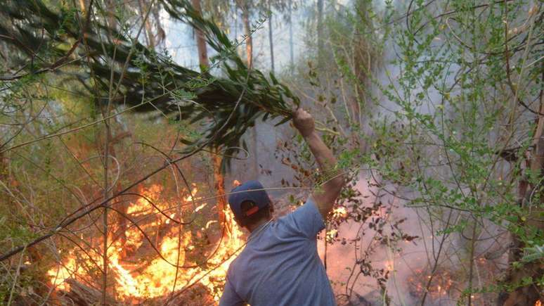 Incêndio florestal no Chile: matagais invasivos tornam os incêndios mais intensos