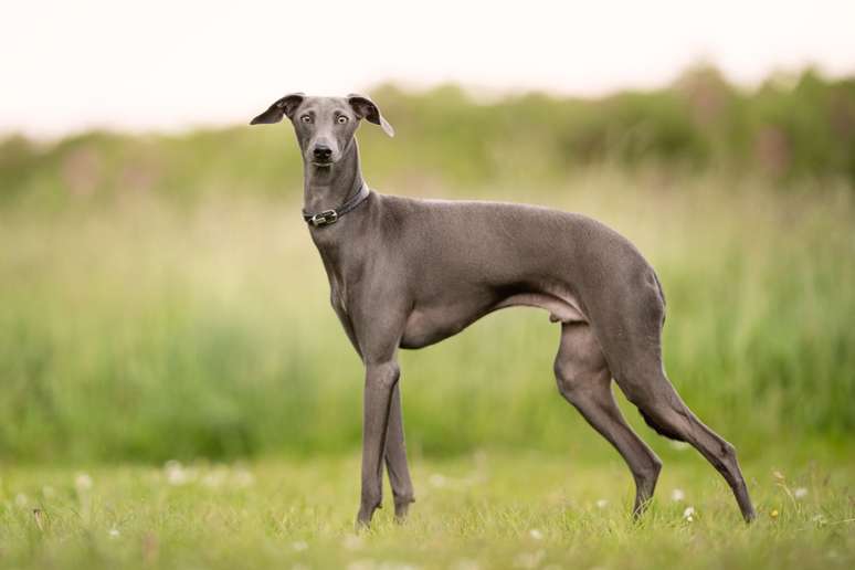 O greyhound é um cão com músculos projetados para proporcionar velocidade e agilidade 